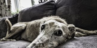 aspira peli cane