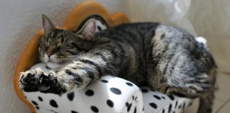 aspira peli gatto