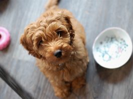 ciotola per cani voraci