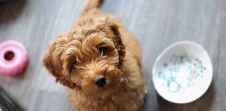ciotola per cani voraci