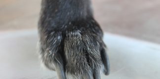 come tagliare le unghie al cane