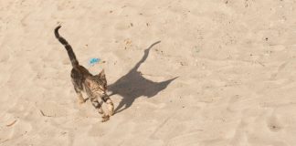 lettiera-per-gatti