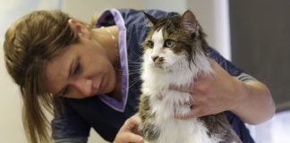 spazzola per gatti