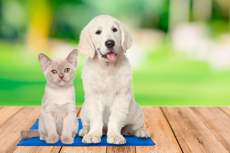 Tappetino Magico Cosè E Come Funziona
