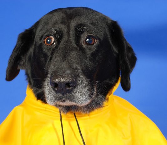 Cappotti per cani