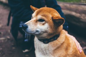 Collari per cani informazioni utili e tipologie