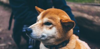 Collari per cani informazioni utili e tipologie