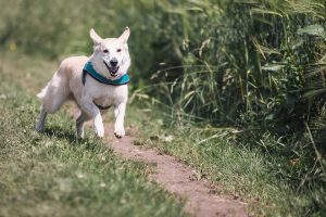 Come addestrare un cane