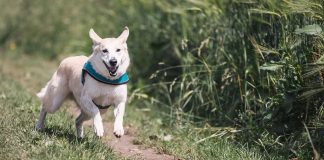 Come addestrare un cane