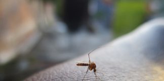 Come allontanare roditori mosche e zanzare dalle abitazioni in maniera efficace e salutare