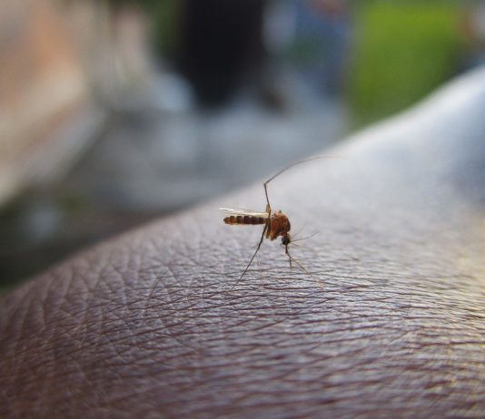 Come allontanare roditori mosche e zanzare dalle abitazioni in maniera efficace e salutare