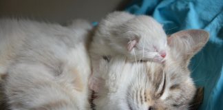 Gestazione gatti