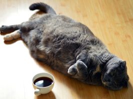gatti obesi
