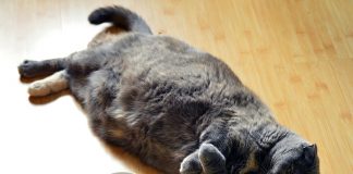 gatti obesi