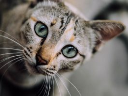 vermi gatto