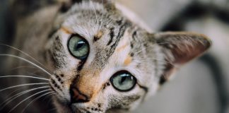 vermi gatto