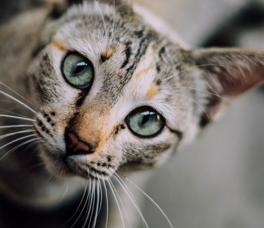 vermi gatto