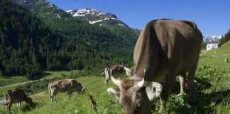 animali corna - esterno