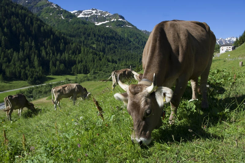 animali corna - esterno