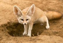 animali deserto - esterno