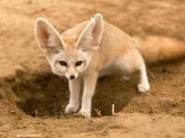 animali deserto - esterno