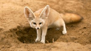 animali deserto - esterno