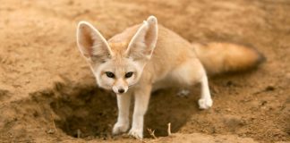 animali deserto - esterno