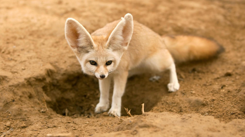 animali deserto - esterno