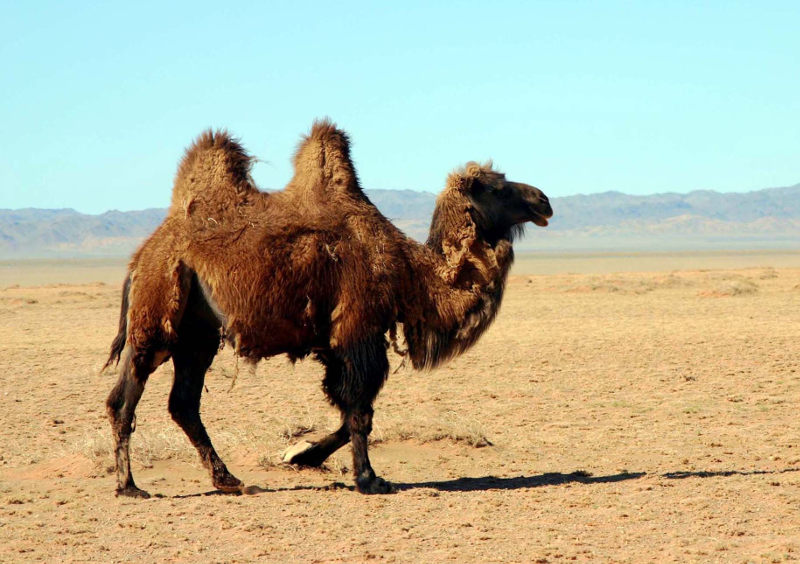 animali deserto - interno