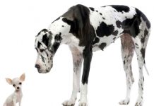 cani da appartamento - esterno
