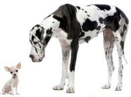 cani da appartamento - esterno