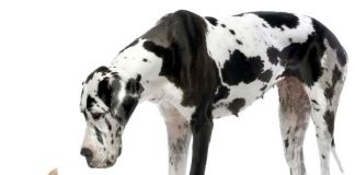 cani da appartamento - esterno
