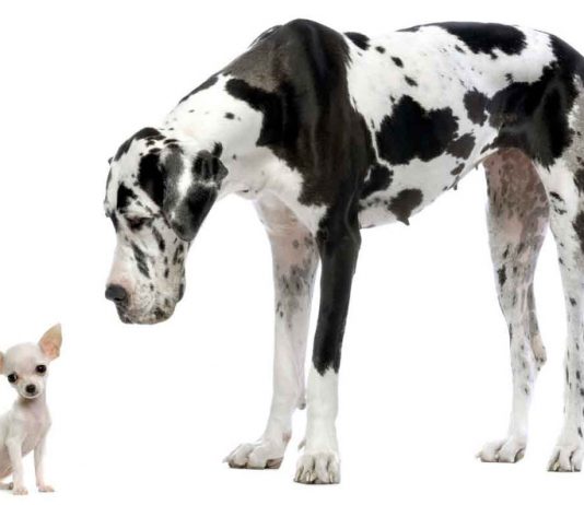 cani da appartamento - esterno