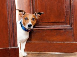 cani da appartamento - interno