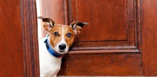 cani da appartamento - interno
