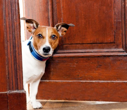 cani da appartamento - interno