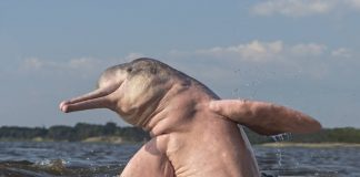 delfino di fiume - esterno