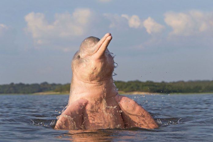 Il Delfino Di Fiume Come Si Chiama