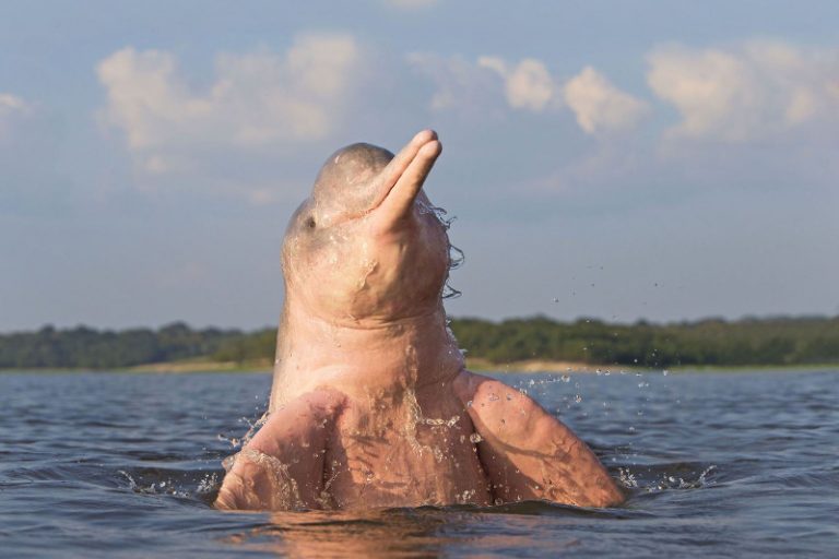 Il Delfino Di Fiume Come Si Chiama