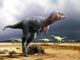 dinosauri carnivori - esterno