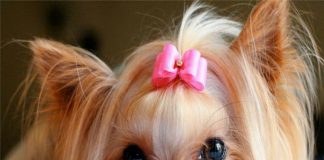 nome cane femmina - esterno