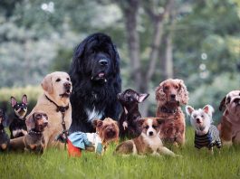 nome cane maschio - esterno