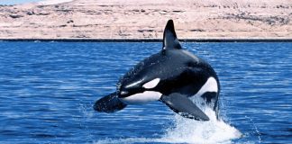 orca - esterno