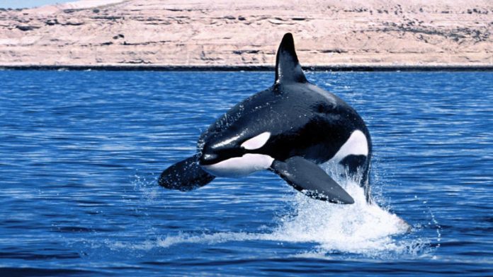 orca - esterno