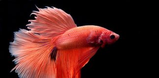 pesce combattente - esterno