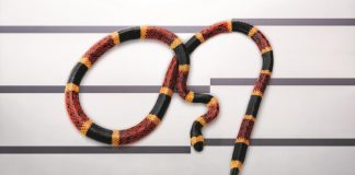 serpente corallo - esterno