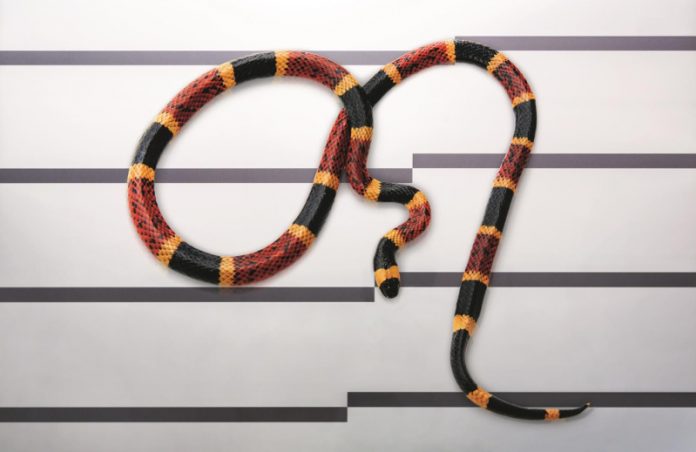 serpente corallo - esterno