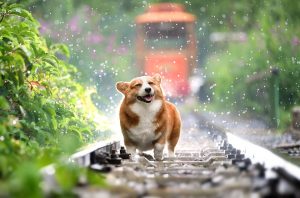 animali in Casa