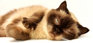 Quali sono le malattie del gatto anziano (1)