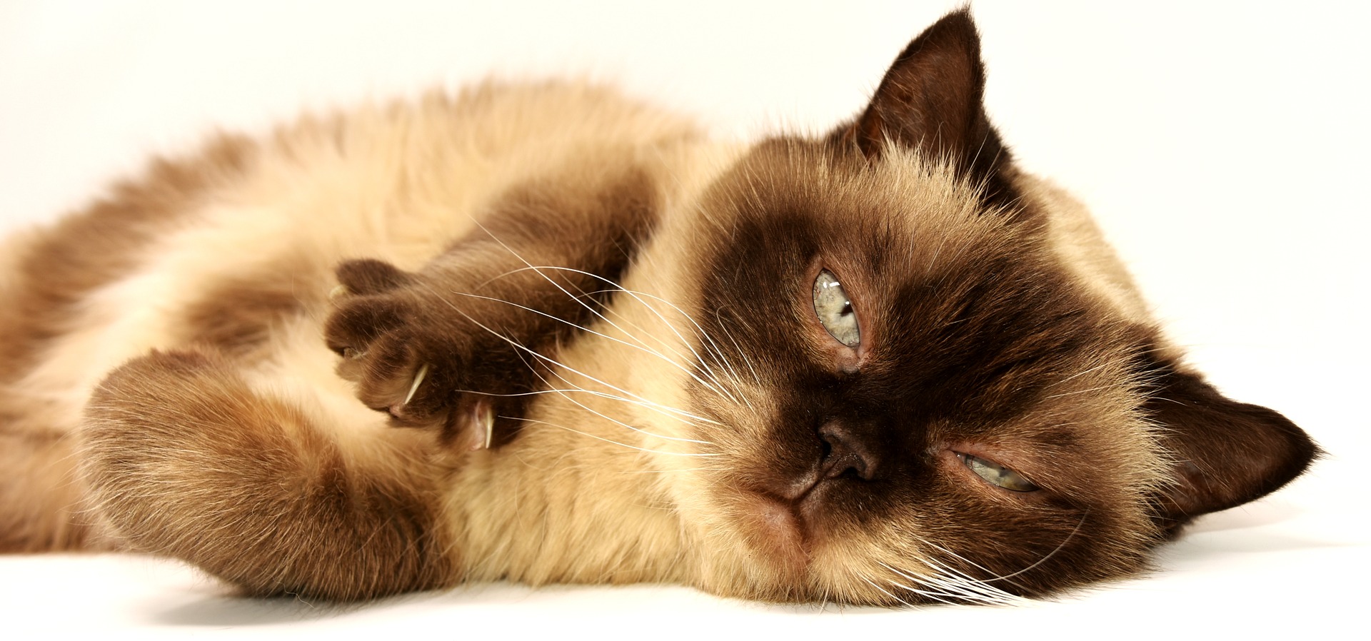 Quali sono le malattie del gatto anziano (1)